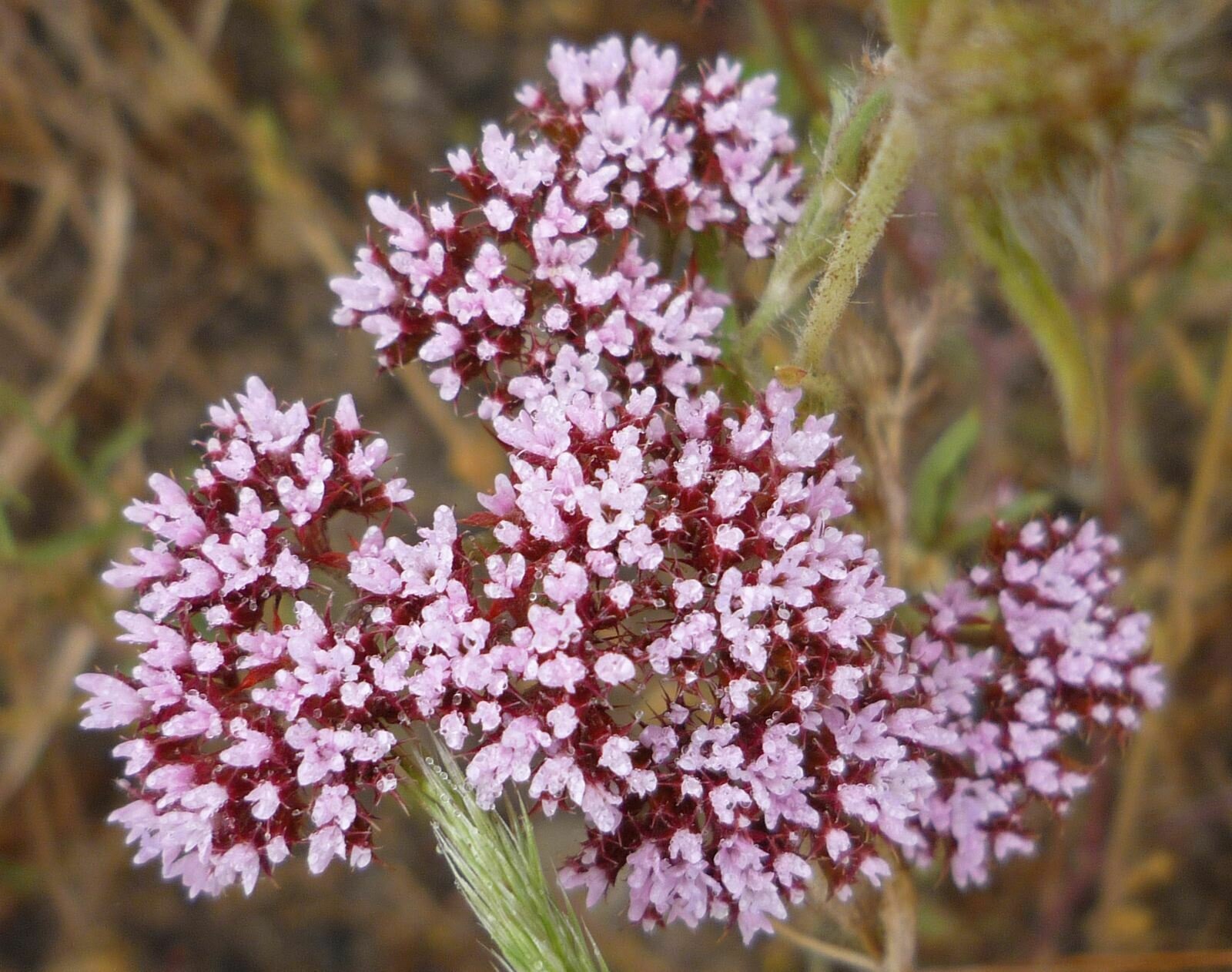 High Resolution Chorizanthe staticoides Flower